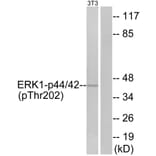 Western Blot - Anti-ERK1 + ERK2 (phospho Thr202) Antibody (A7073) - Antibodies.com