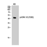 Western Blot - Anti-ERK1 + ERK2 (phospho Thr202) Antibody (A7073) - Antibodies.com
