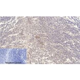 Immunohistochemistry - Anti-ERK1 + ERK2 (phospho Thr202) Antibody (A7073) - Antibodies.com