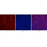 Immunofluorescence - Anti-ERK1 + ERK2 (phospho Thr202) Antibody (A7073) - Antibodies.com