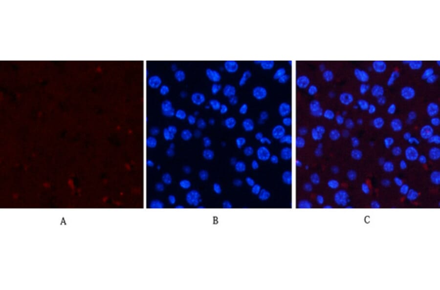 Immunofluorescence - Anti-ERK1 + ERK2 (phospho Thr202) Antibody (A7073) - Antibodies.com