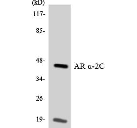 Western Blot - Anti-Adrenergic Receptor alpha-2C Antibody (R12-2459) - Antibodies.com