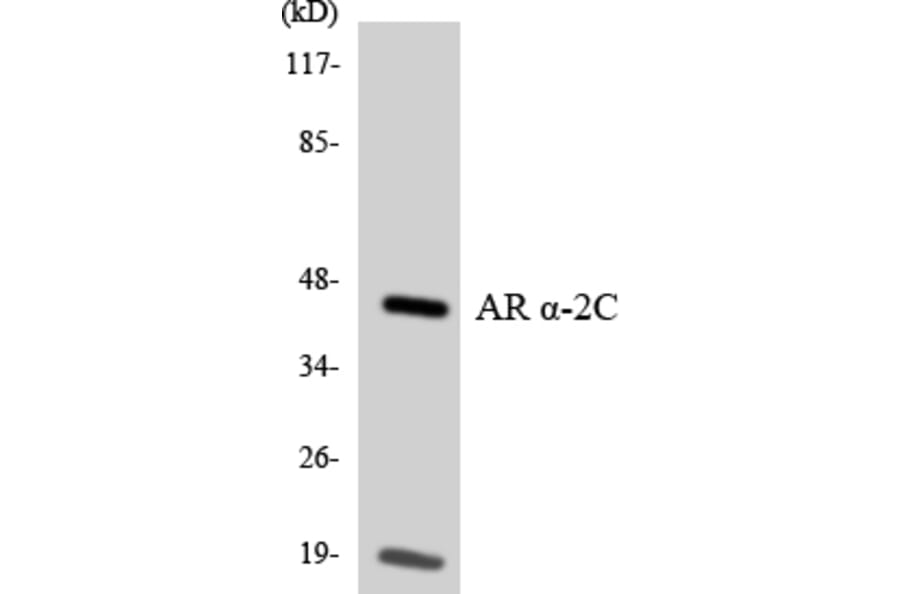 Western Blot - Anti-Adrenergic Receptor alpha-2C Antibody (R12-2459) - Antibodies.com