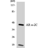 Western Blot - Anti-Adrenergic Receptor alpha-2C Antibody (R12-2459) - Antibodies.com