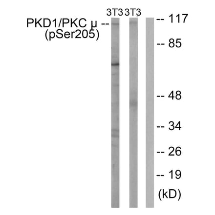 Western Blot - Anti-PKC mu (phospho Ser205) Antibody (A0806) - Antibodies.com