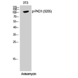Western Blot - Anti-PKC mu (phospho Ser205) Antibody (A0806) - Antibodies.com