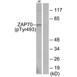 Western Blot - Anti-ZAP-70 (phospho Tyr493) Antibody (A7256) - Antibodies.com