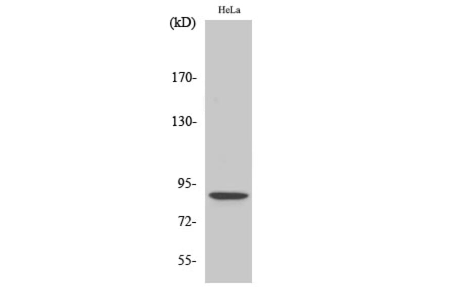 Western Blot - Anti-STAT5B (phospho Ser731) Antibody (A0090) - Antibodies.com