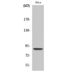 Western Blot - Anti-STAT5B (phospho Ser731) Antibody (A0090) - Antibodies.com