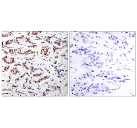 Immunohistochemistry - Anti-STAT5A (phospho Tyr694) Antibody (A7227) - Antibodies.com