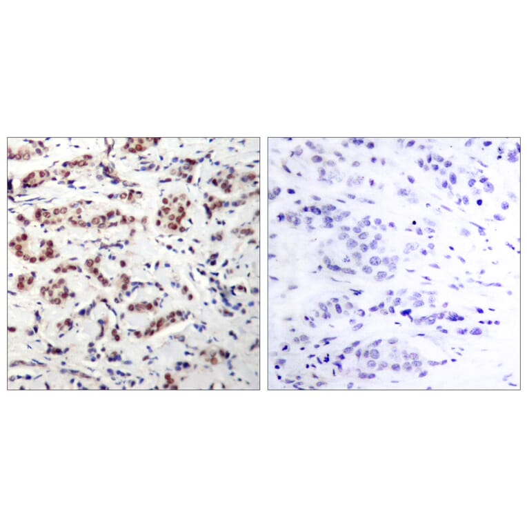 Immunohistochemistry - Anti-STAT5A (phospho Tyr694) Antibody (A7227) - Antibodies.com