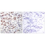 Immunohistochemistry - Anti-STAT5A (phospho Tyr694) Antibody (A7227) - Antibodies.com