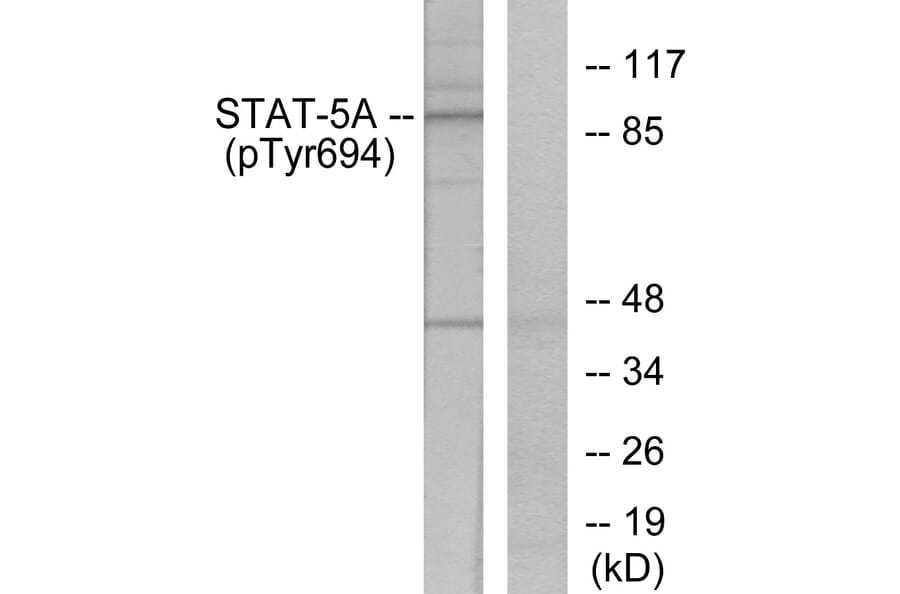 Western Blot - Anti-STAT5A (phospho Tyr694) Antibody (A7227) - Antibodies.com