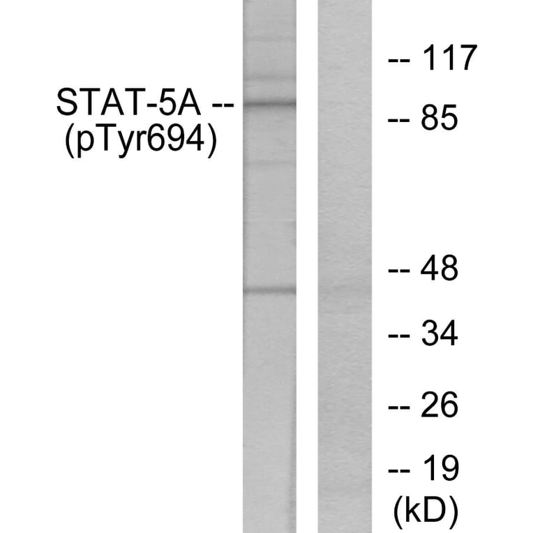 Western Blot - Anti-STAT5A (phospho Tyr694) Antibody (A7227) - Antibodies.com