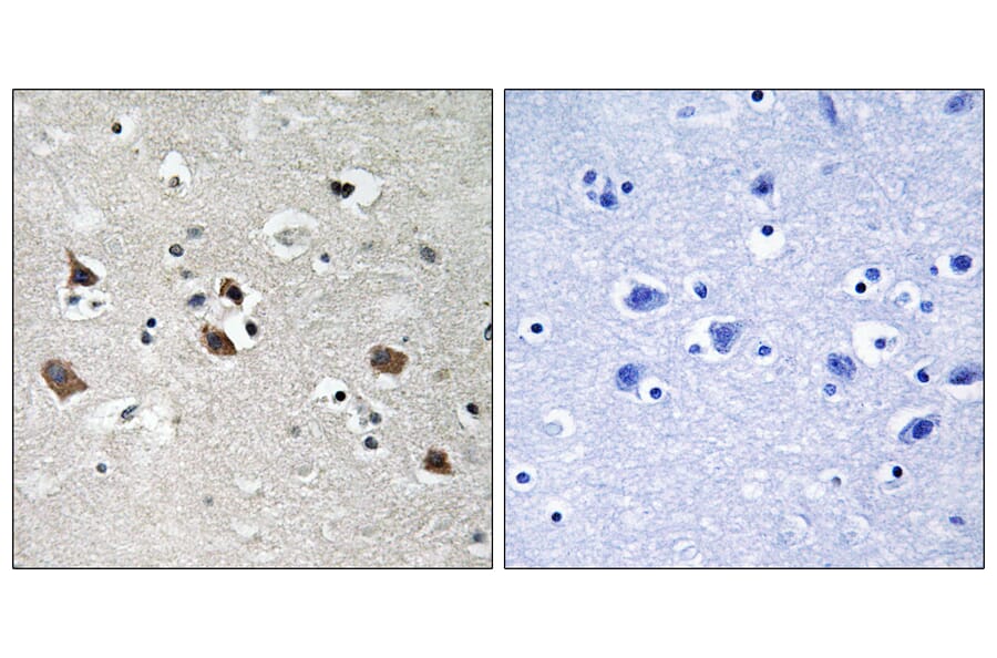 Immunohistochemistry - Anti-SLP-76 (phospho Tyr128) Antibody (A8209) - Antibodies.com