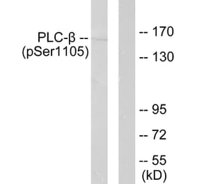 Western Blot - Anti-PLCB3 (phospho Ser1105) Antibody (A0078) - Antibodies.com