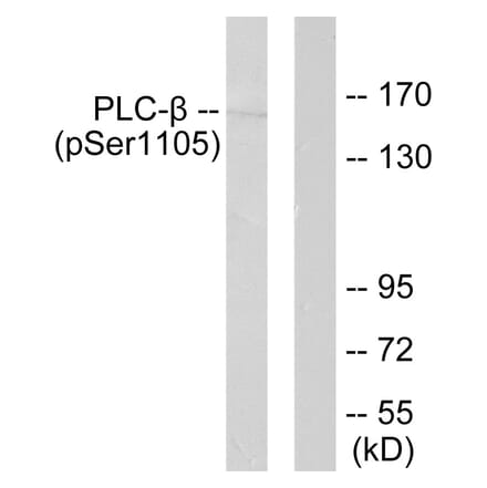 Western Blot - Anti-PLCB3 (phospho Ser1105) Antibody (A0078) - Antibodies.com