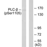 Western Blot - Anti-PLCB3 (phospho Ser1105) Antibody (A0078) - Antibodies.com