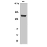 Western Blot - Anti-PLCB3 (phospho Ser1105) Antibody (A0078) - Antibodies.com