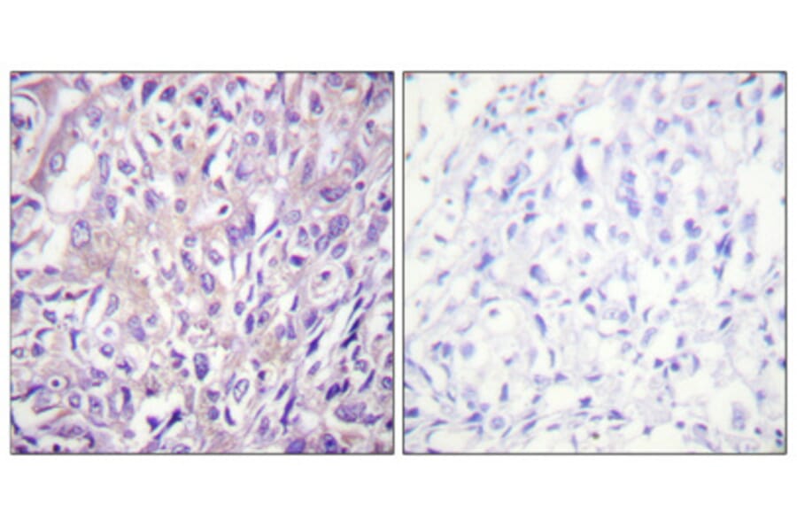 Immunohistochemistry - Anti-PLCB3 (phospho Ser1105) Antibody (A0078) - Antibodies.com