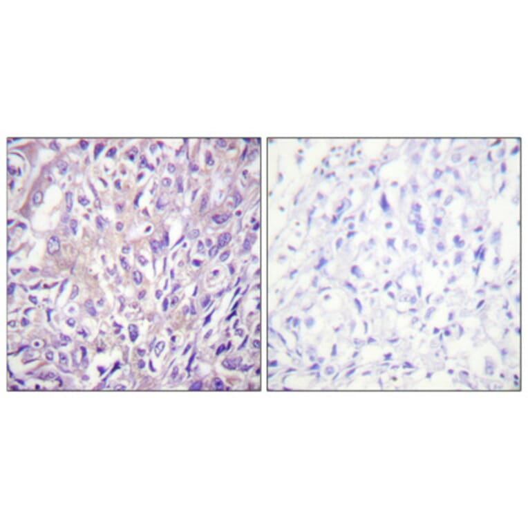 Immunohistochemistry - Anti-PLCB3 (phospho Ser1105) Antibody (A0078) - Antibodies.com