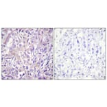 Immunohistochemistry - Anti-PLCB3 (phospho Ser1105) Antibody (A0078) - Antibodies.com