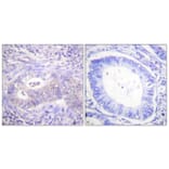 Immunohistochemistry - Anti-PFKFB2 (phospho Ser483) Antibody (A0761) - Antibodies.com