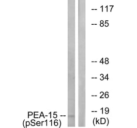 Western Blot - Anti-PEA-15 (phospho Ser116) Antibody (A0545) - Antibodies.com