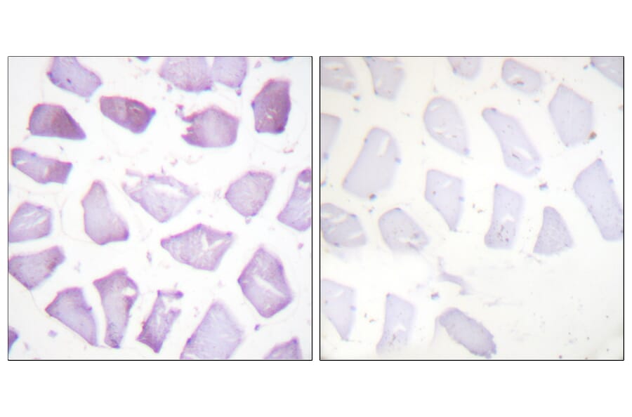Immunohistochemistry - Anti-PEA-15 (phospho Ser116) Antibody (A0545) - Antibodies.com