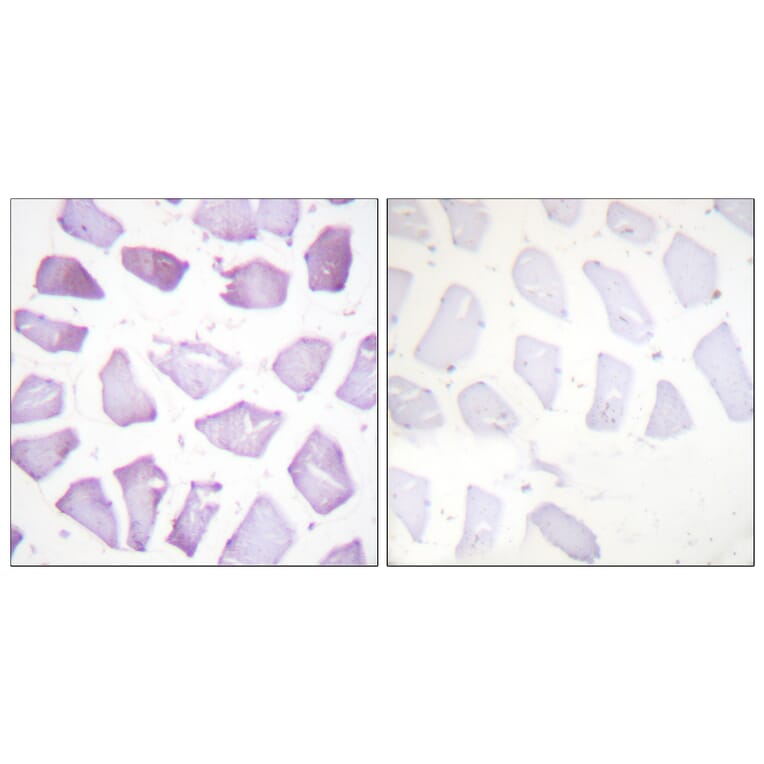 Immunohistochemistry - Anti-PEA-15 (phospho Ser116) Antibody (A0545) - Antibodies.com