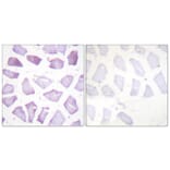 Immunohistochemistry - Anti-PEA-15 (phospho Ser116) Antibody (A0545) - Antibodies.com
