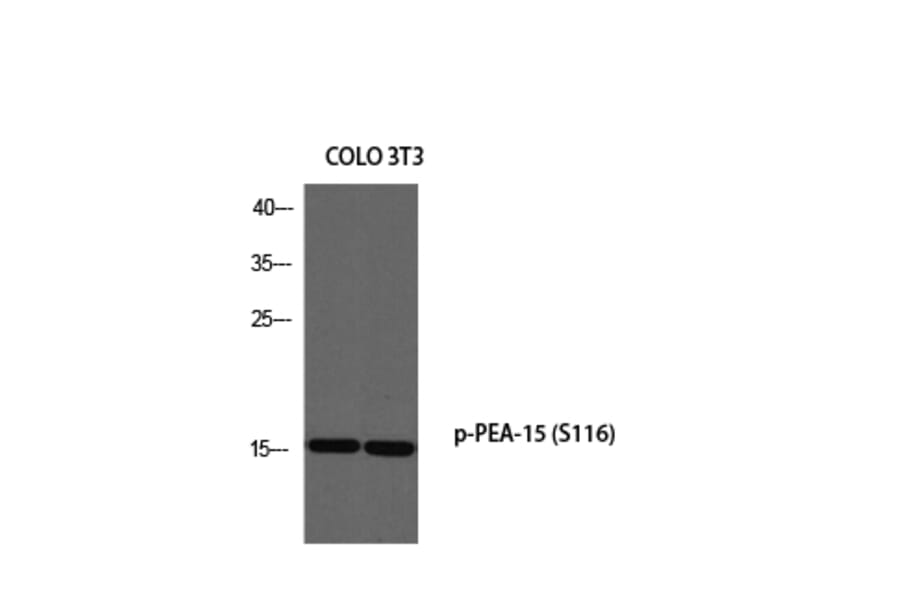 Western Blot - Anti-PEA-15 (phospho Ser116) Antibody (A0545) - Antibodies.com