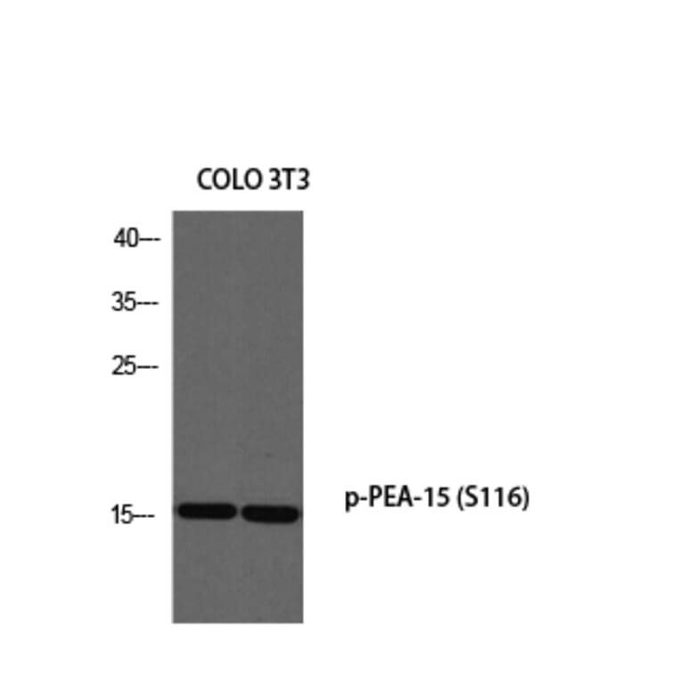 Western Blot - Anti-PEA-15 (phospho Ser116) Antibody (A0545) - Antibodies.com