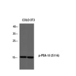 Western Blot - Anti-PEA-15 (phospho Ser116) Antibody (A0545) - Antibodies.com