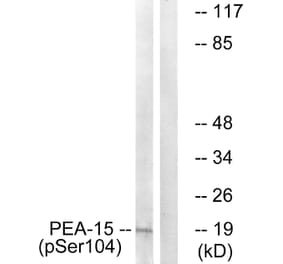 Western Blot - Anti-PEA-15 (phospho Ser104) Antibody (A0711) - Antibodies.com
