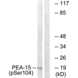 Western Blot - Anti-PEA-15 (phospho Ser104) Antibody (A0711) - Antibodies.com