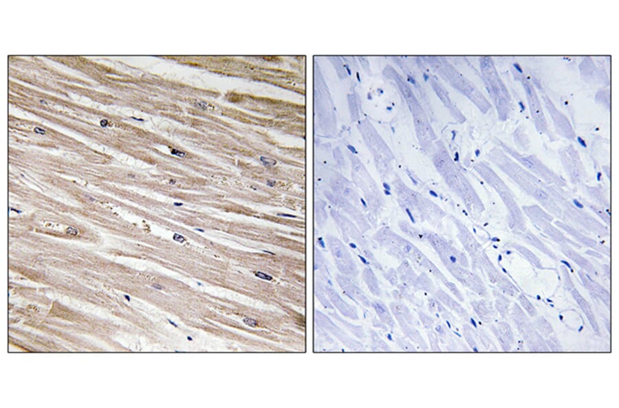 Immunohistochemistry - Anti-PEA-15 (phospho Ser104) Antibody (A0711) - Antibodies.com