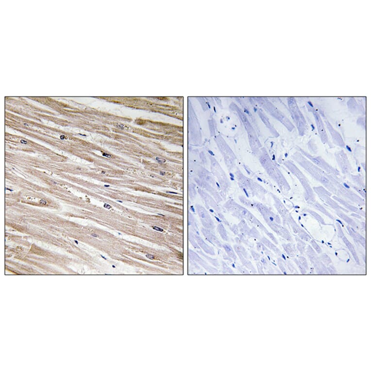 Immunohistochemistry - Anti-PEA-15 (phospho Ser104) Antibody (A0711) - Antibodies.com