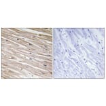 Immunohistochemistry - Anti-PEA-15 (phospho Ser104) Antibody (A0711) - Antibodies.com