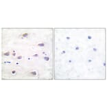 Immunohistochemistry - Anti-NMDAR1 (phospho Ser897) Antibody (A7174) - Antibodies.com