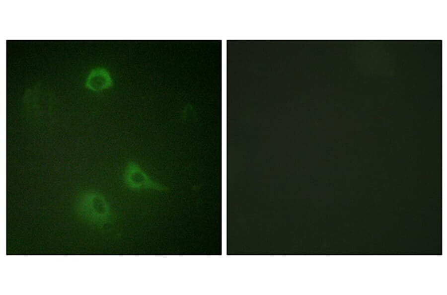 Immunofluorescence - Anti-NMDAR1 (phospho Ser890) Antibody (A0692) - Antibodies.com