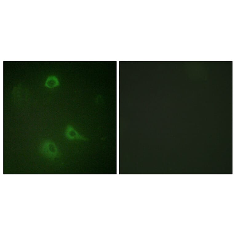 Immunofluorescence - Anti-NMDAR1 (phospho Ser890) Antibody (A0692) - Antibodies.com