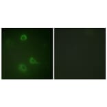 Immunofluorescence - Anti-NMDAR1 (phospho Ser890) Antibody (A0692) - Antibodies.com