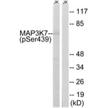 Western Blot - Anti-MAP3K7 (phospho Ser439) Antibody (A8133) - Antibodies.com