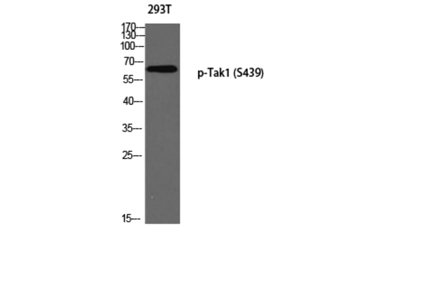 Western Blot - Anti-MAP3K7 (phospho Ser439) Antibody (A8133) - Antibodies.com