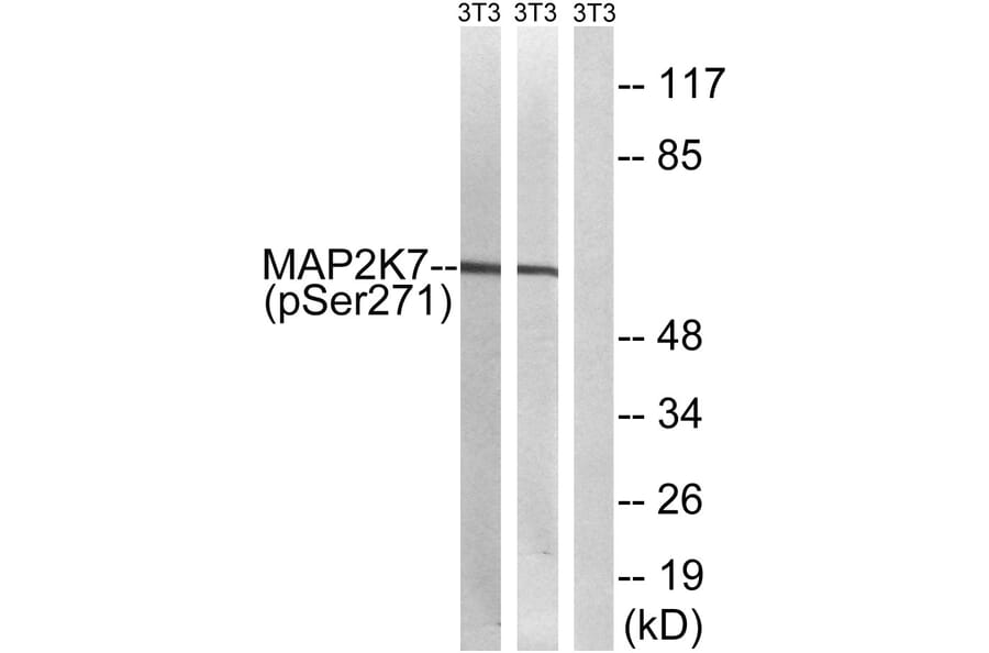 Western Blot - Anti-MAP2K7 (phospho Ser271) Antibody (A8140) - Antibodies.com