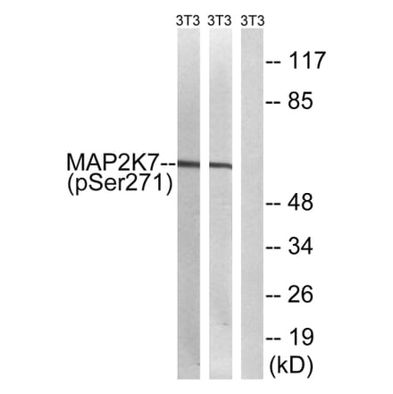 Western Blot - Anti-MAP2K7 (phospho Ser271) Antibody (A8140) - Antibodies.com