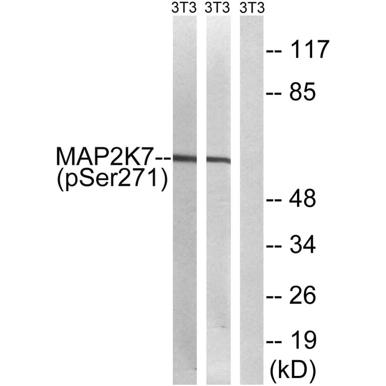 Western Blot - Anti-MAP2K7 (phospho Ser271) Antibody (A8140) - Antibodies.com
