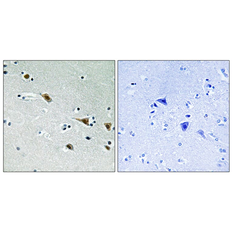 Immunohistochemistry - Anti-MAP2K7 (phospho Ser271) Antibody (A8140) - Antibodies.com