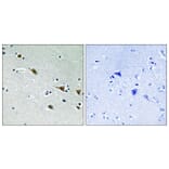 Immunohistochemistry - Anti-MAP2K7 (phospho Ser271) Antibody (A8140) - Antibodies.com